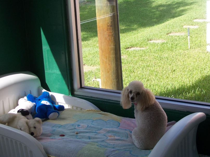 Check out our pet windows!