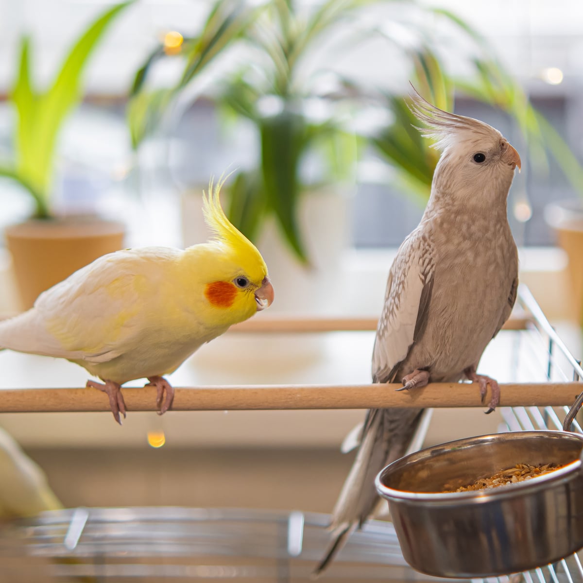 accent-birds-1