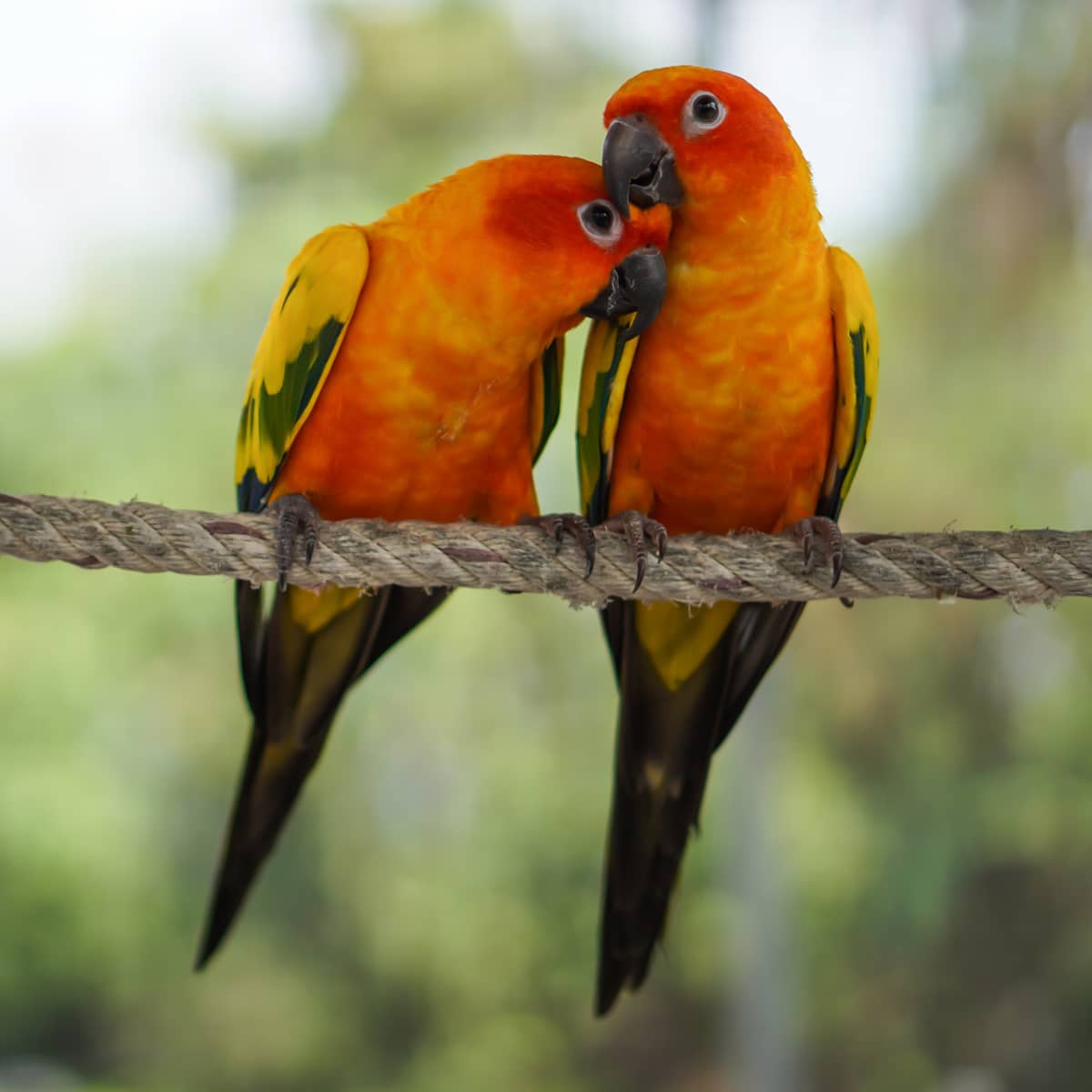 accent-birds-2