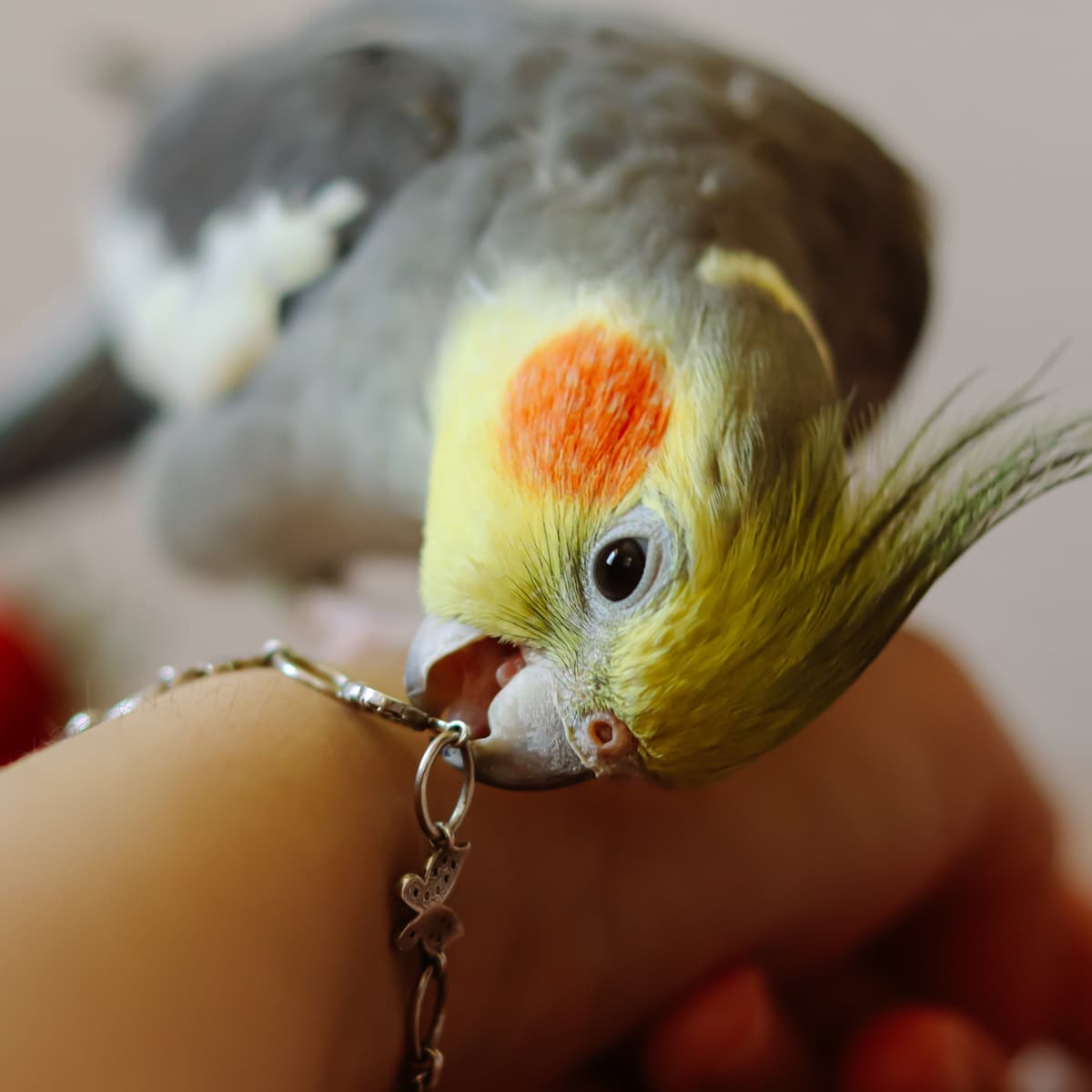 accent-birds-3