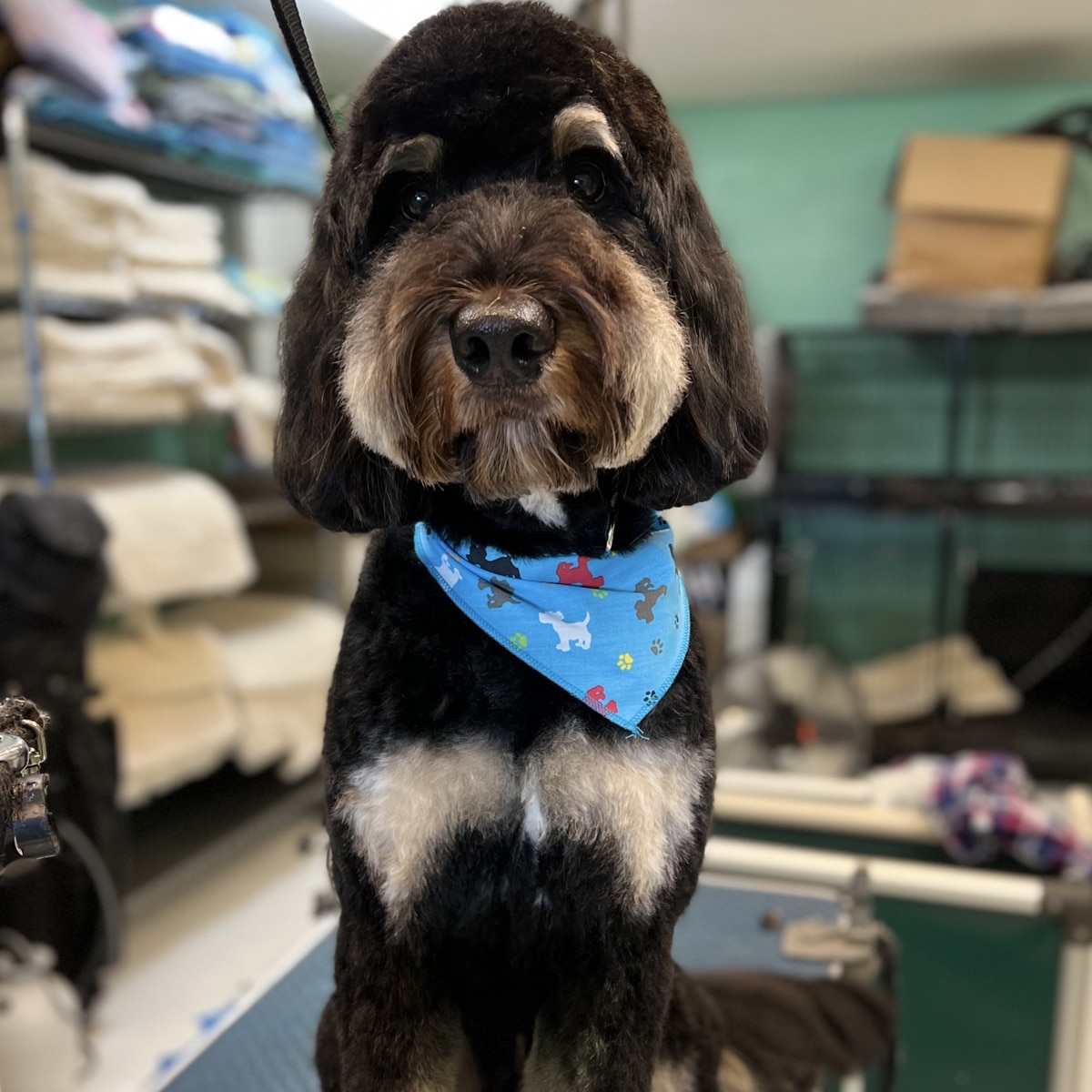 accent-grooming