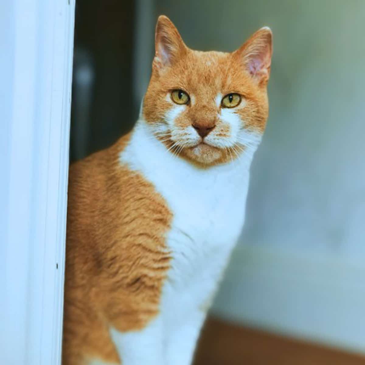 accent-kitty-boy
